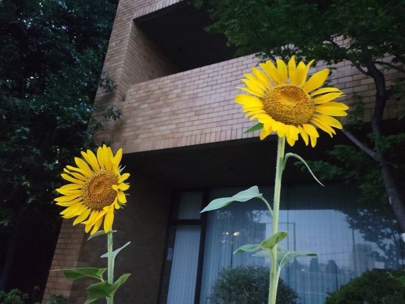 おはようございます❢　９月突入ですね。夏の名残りがまだあります🌻