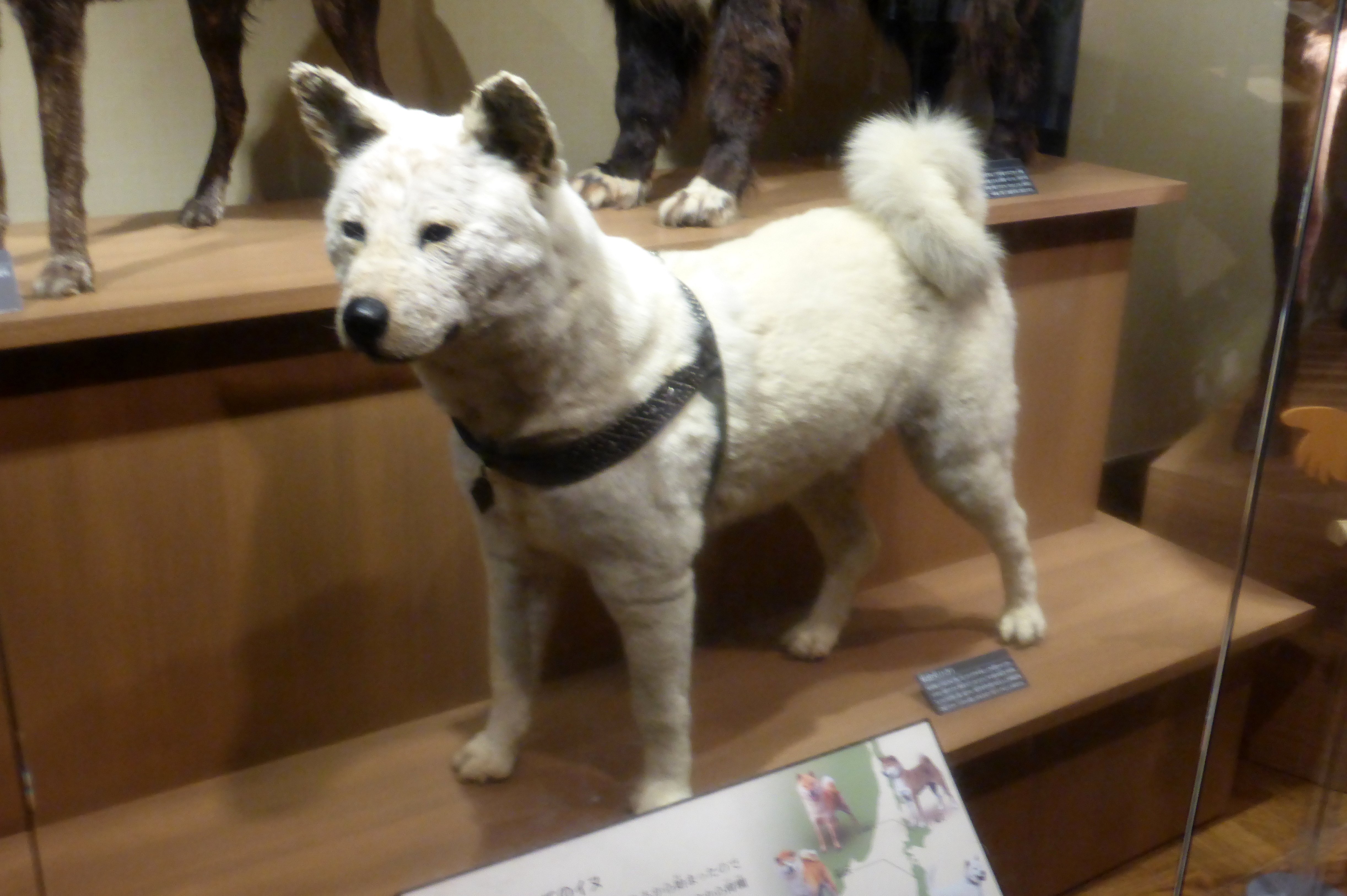 国立科学博物館の忠犬ハチ公｜藤田智 (Fujita Satoru)／Media Producer