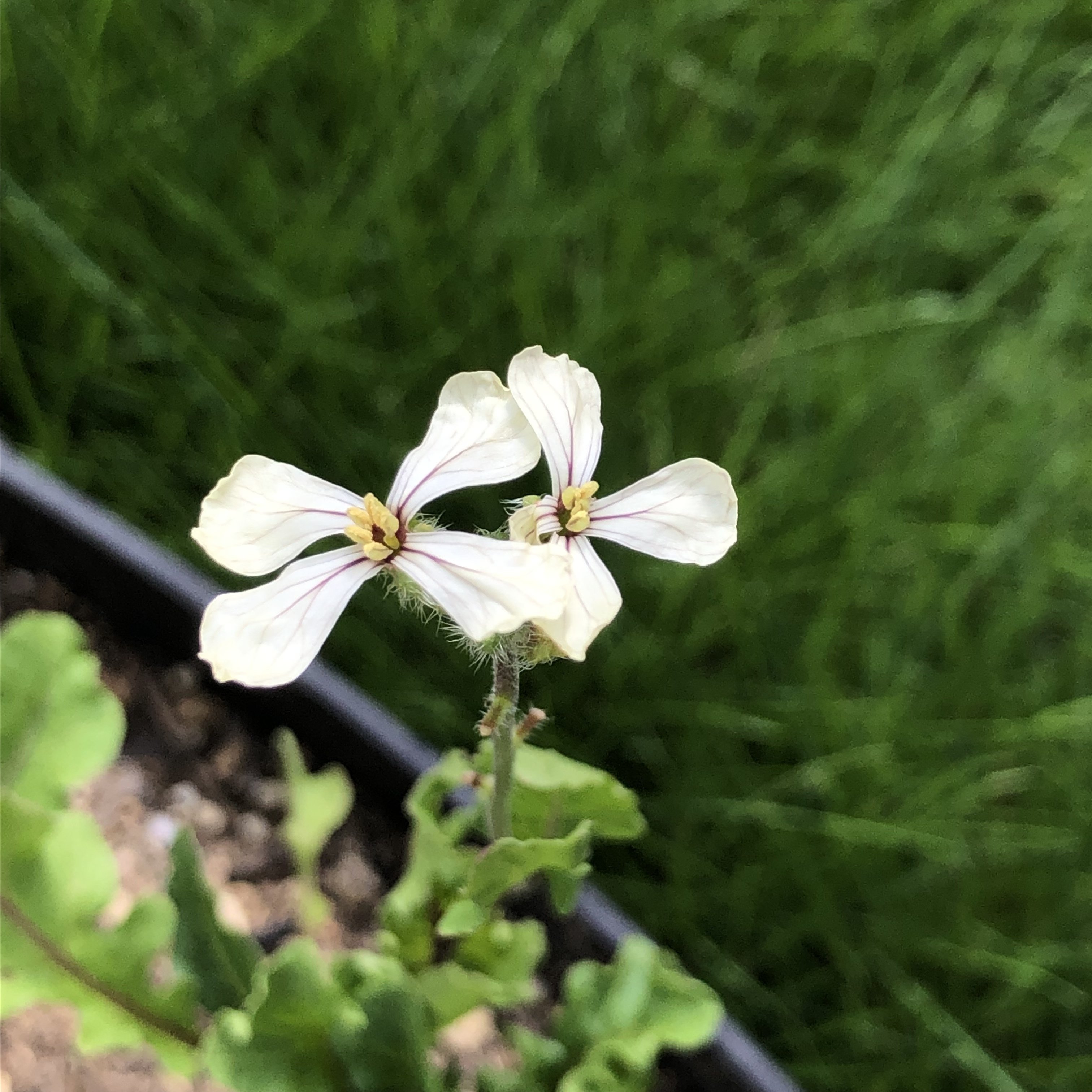 花が咲いたり芽が出たり 季節を進む野菜たち 海野しぶき 思春期ブルー相談室 Note