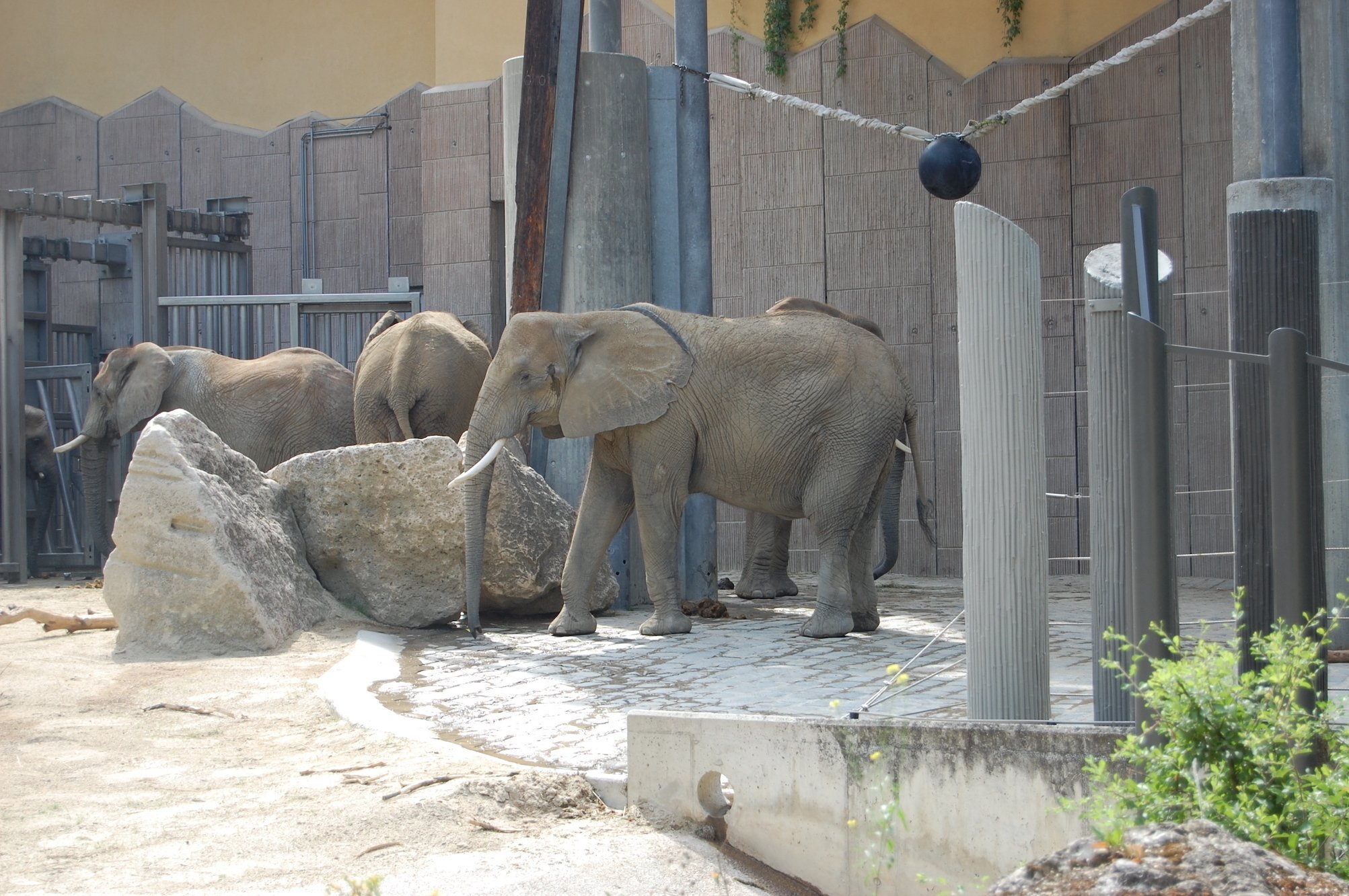 オーストリア ウィーン２ 21年8月 サファリサファリ Note