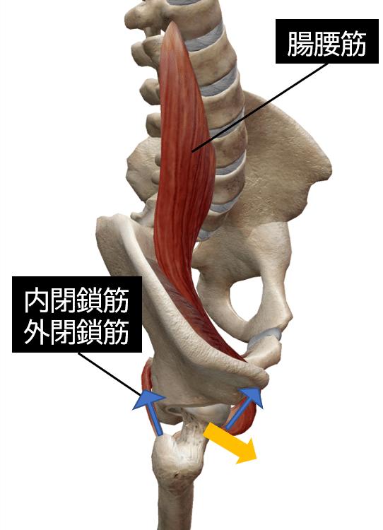 股関節痛の理学療法 骨頭求心位獲得のための評価とアプローチ サブスク 理学療法士による理学療法士のためのnote Note