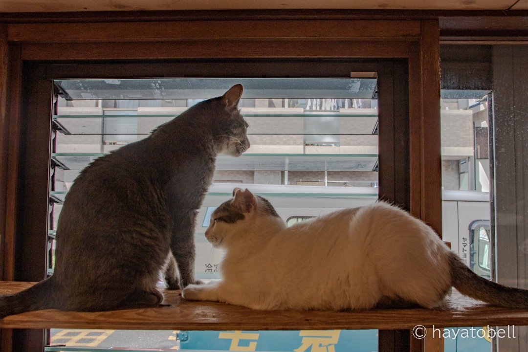クロは仕事中だってよ 猫写真家 猫田晃広 Note クロは仕事中だってよ 猫写真家 猫田晃広 Note