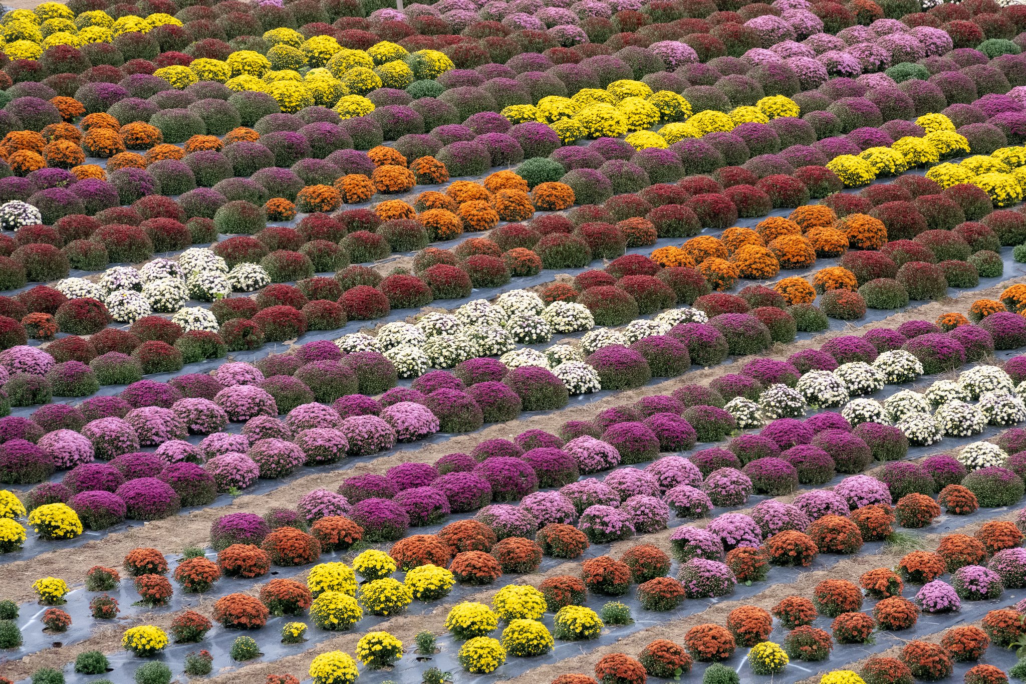 写録 Dahlia 世羅高原農場 Zen Note