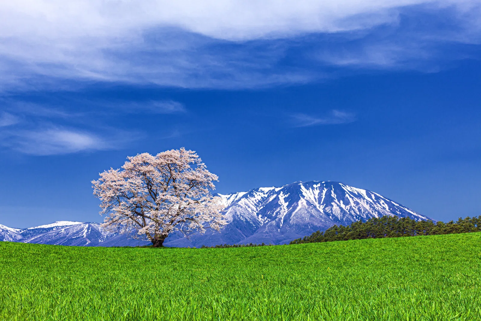 美しい日本の風景】岩手県 小岩井農場 の一本桜｜【HIS公式 