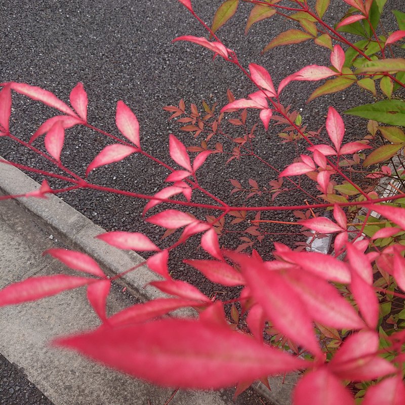秋の色らしい葉っぱ。夏にこのような色してました。新芽のような時は、人間なら赤ちゃんというように、植物も赤ちゃんの時は、だいたい赤い葉っぱ。大人になると緑色になっていく。