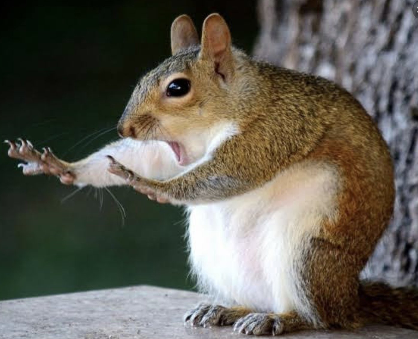 動物の面白画像１５選 はるの部屋 Note