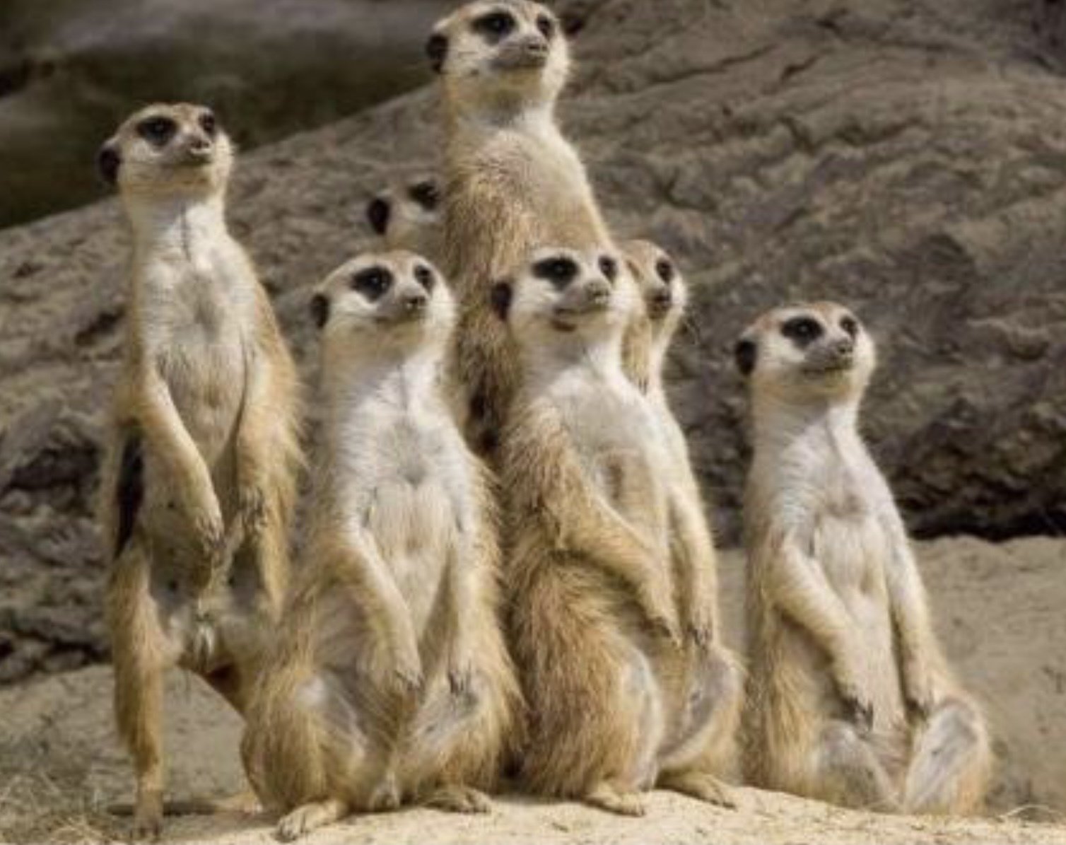 動物の面白画像１５選 はる Note