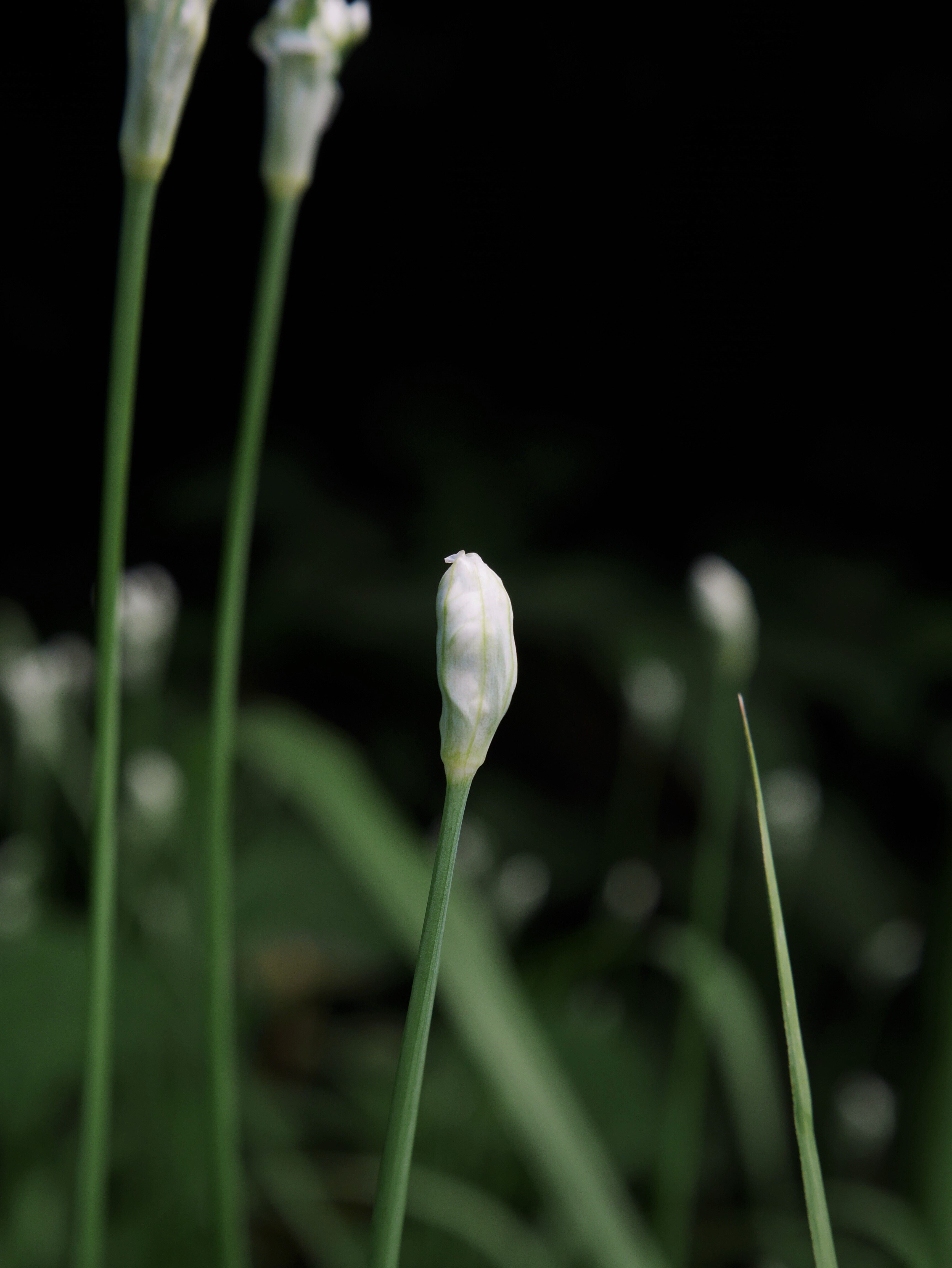 秋の花 ニラ 久露見庵 くろみ庵 天気と気候と自然を考える Note 秋の花 ニラ 久露見庵 くろみ庵 天気と気候と自然を考える Note
