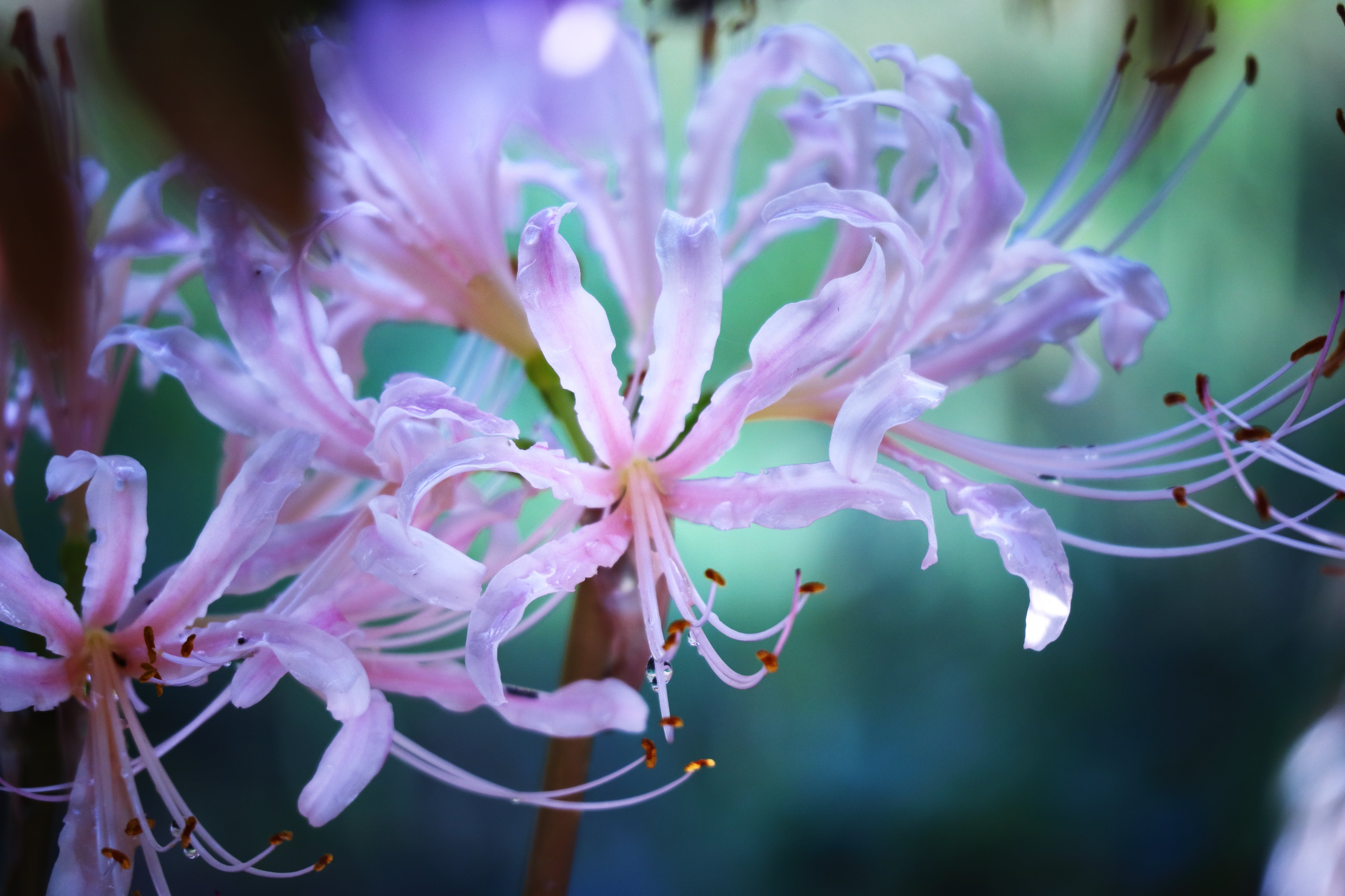 白い彼岸花の花言葉 青木詠一 Note