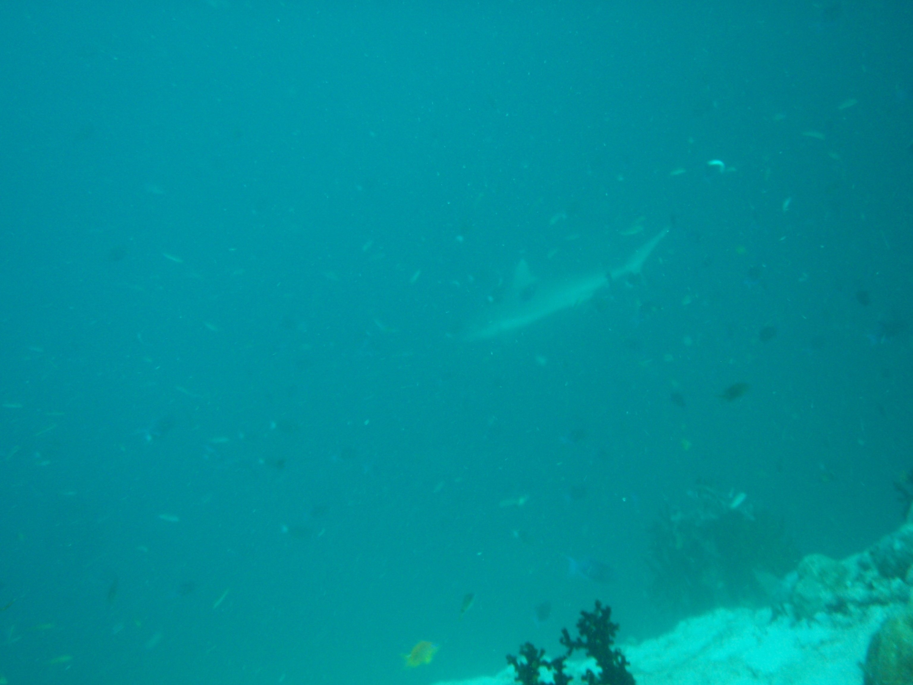 サメだサメだよ写らなくても撮る 苦笑 Saku Note サメだサメだよ写らなくても撮る 苦笑 Saku Note