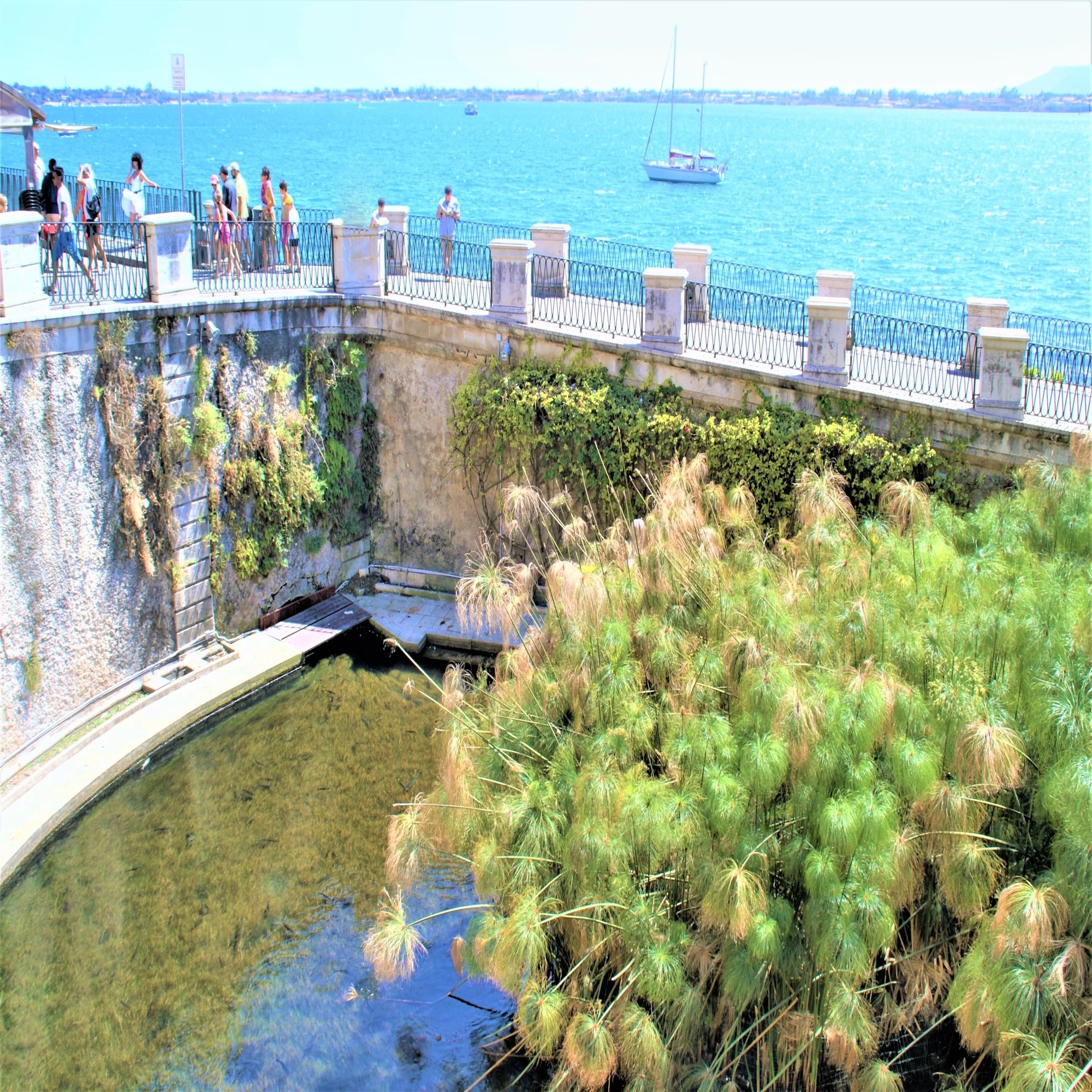 パピルスが自生する泉 アレトゥーザ 食の工房オフィスアルベロ イタリア料理教室 In 神戸 Note