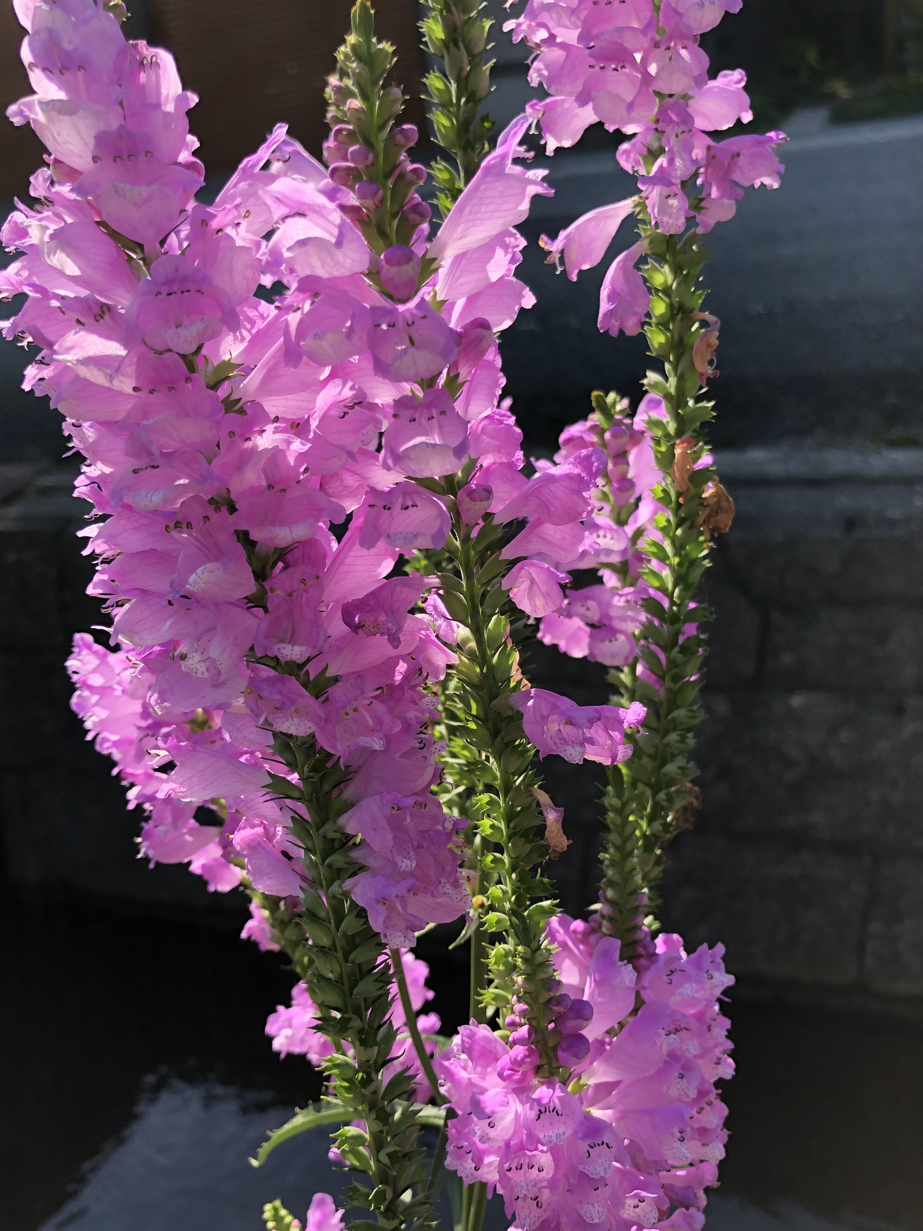 ハナトラノオ 花虎の尾 ろ こ Note