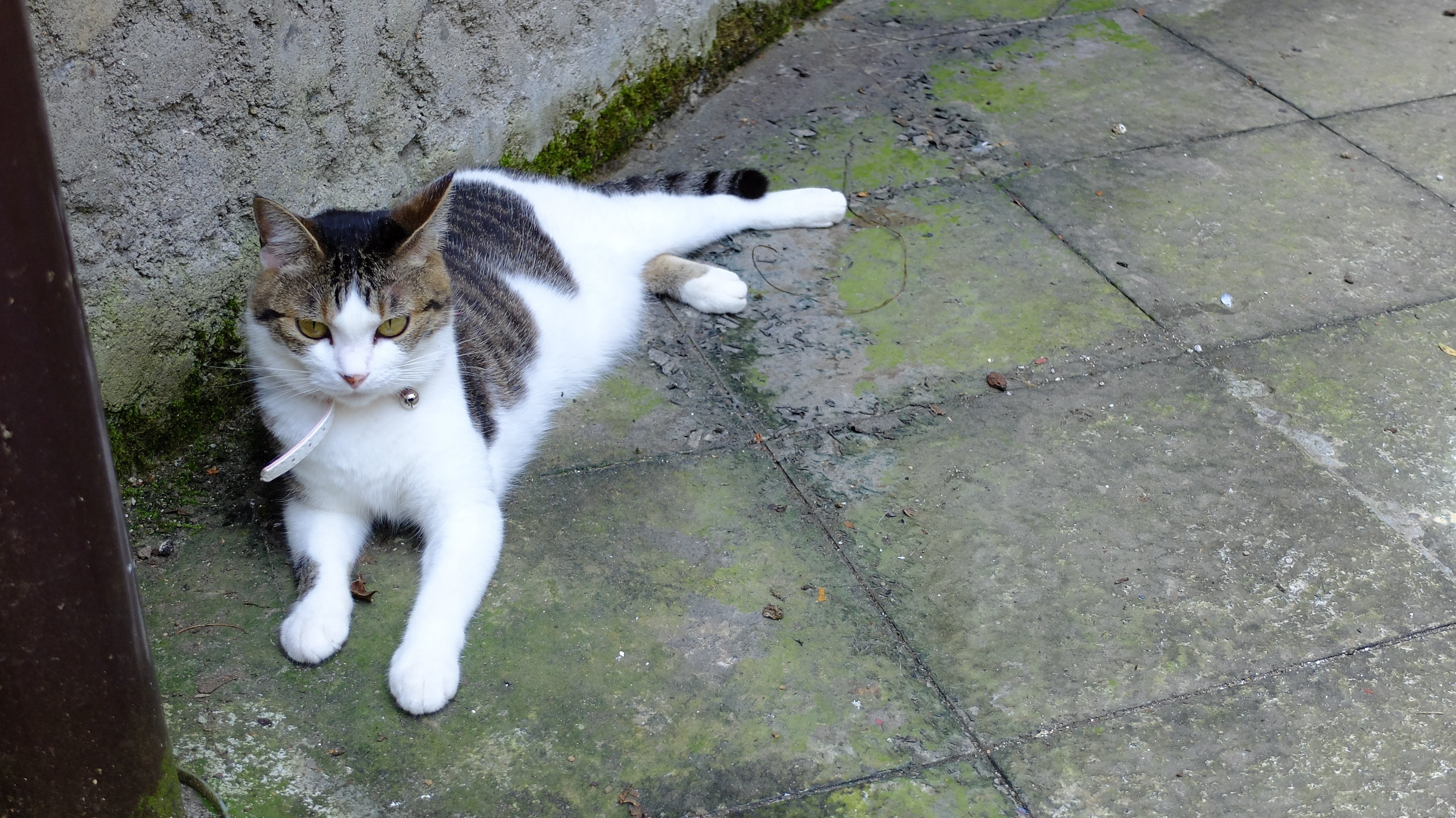 お行儀のいい外猫ちゃん カセットboy Note