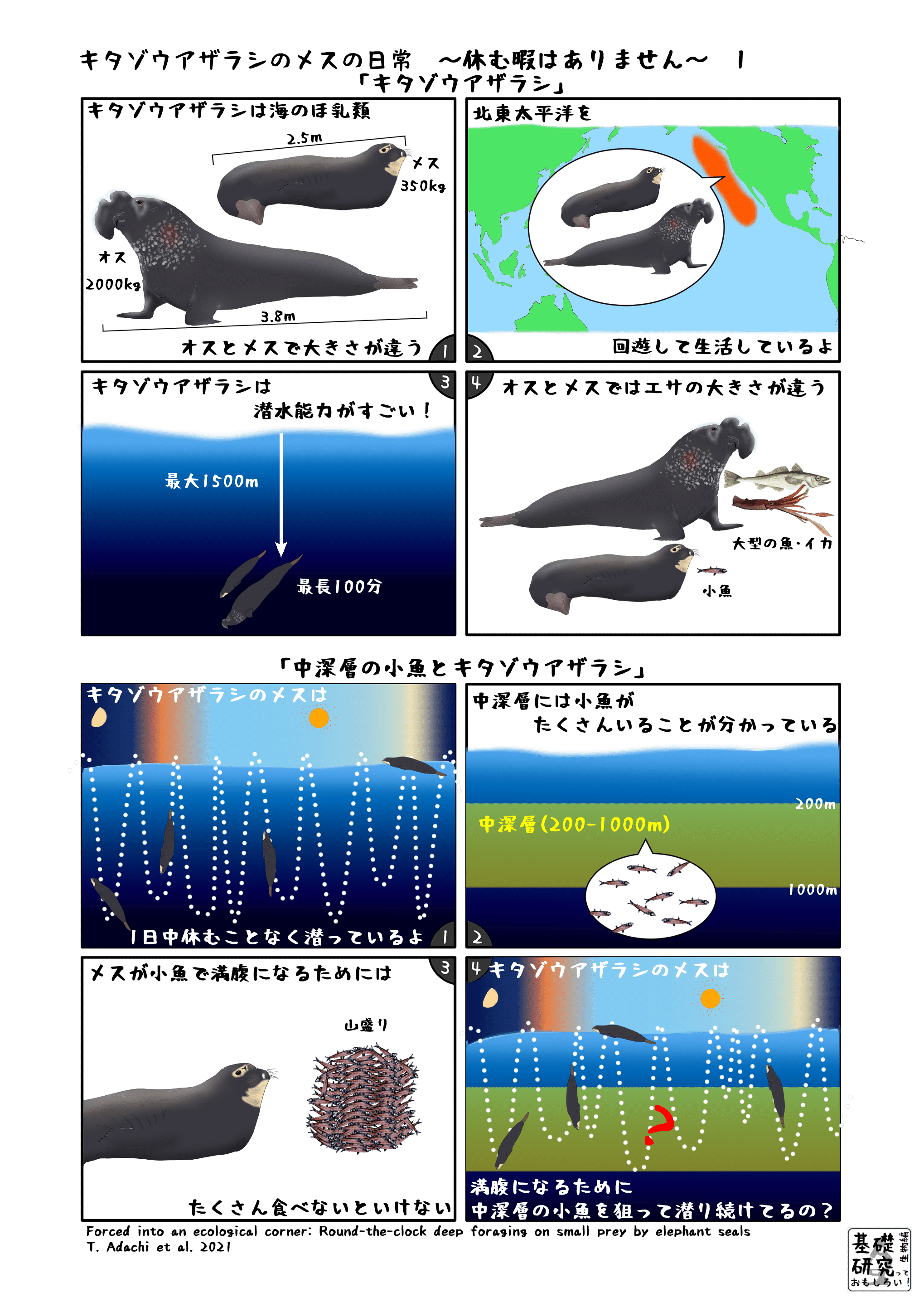 キタゾウアザラシのメスの日常 休む暇はありません 1 かわいせーざん 基礎研究っておもしろい 生物編 Note