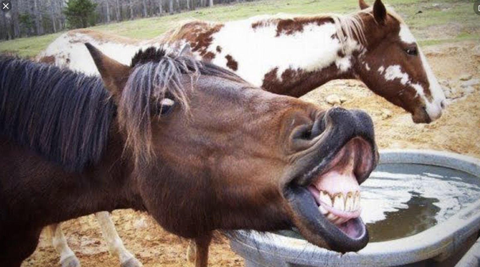 動物面白画像15選 はる Note