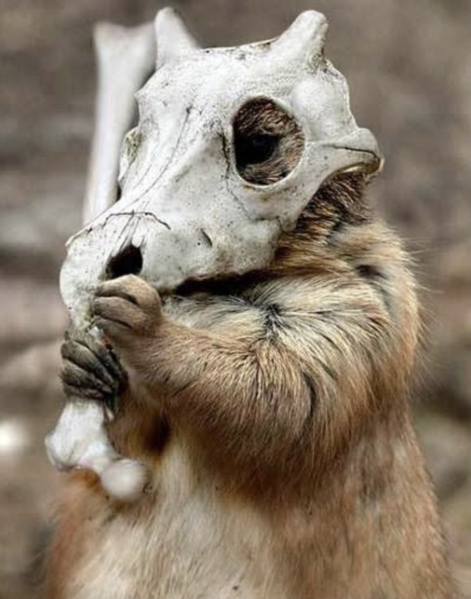 動物面白画像15選 はるの部屋 Note