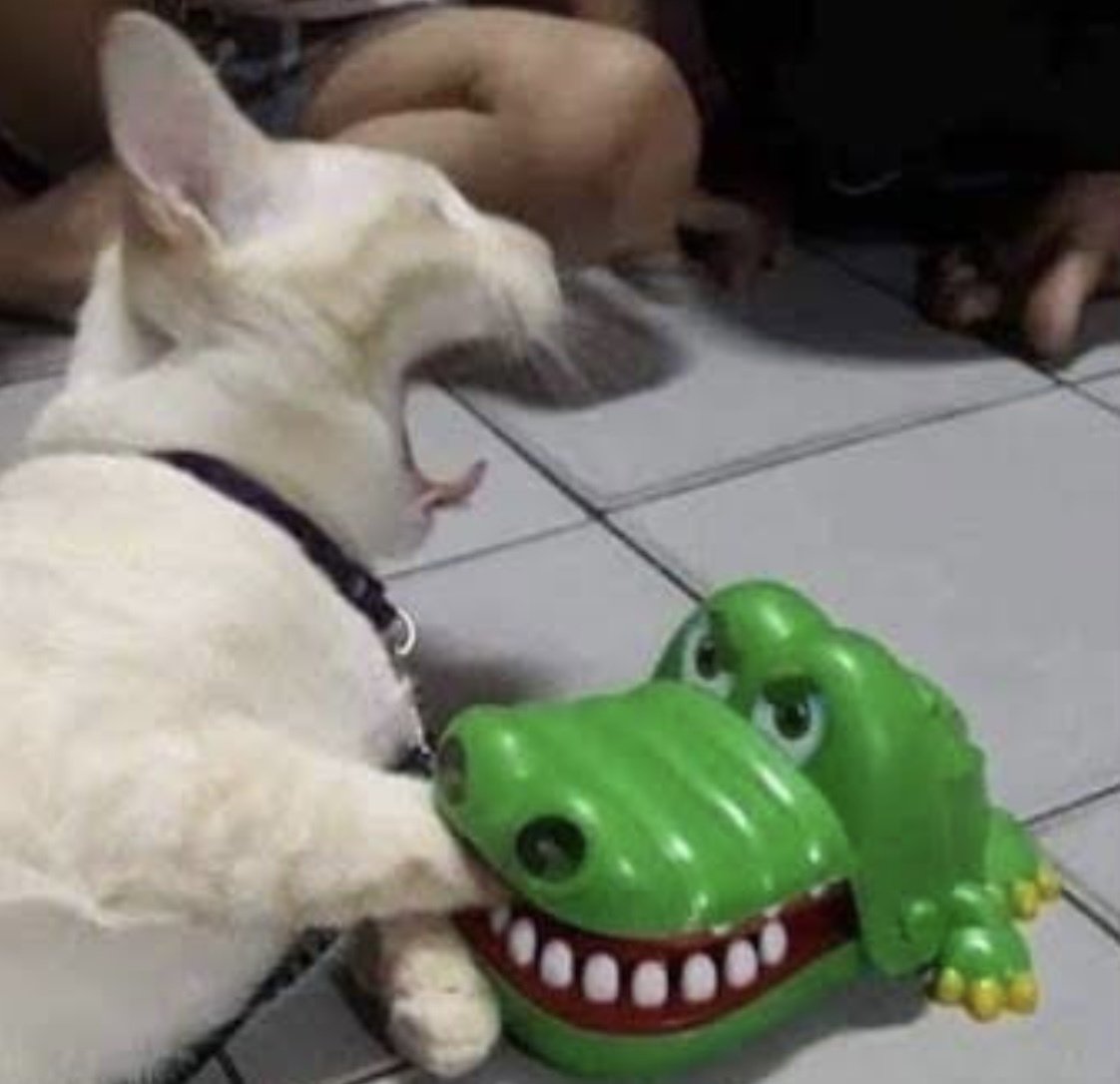 動物面白画像15選 はる Note