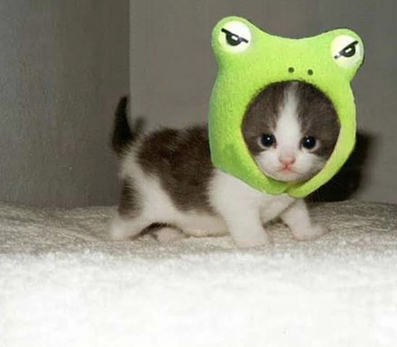 癒される動物の可愛い 画像10選 はるの部屋 Note 癒される動物の可愛い 画像10選 はるの部屋 Note