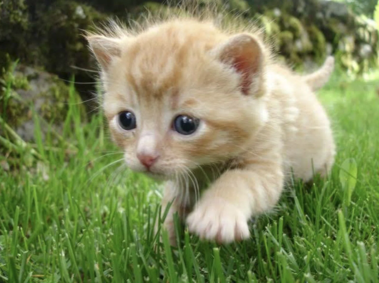癒される動物の可愛い 画像10選 はるの部屋 Note