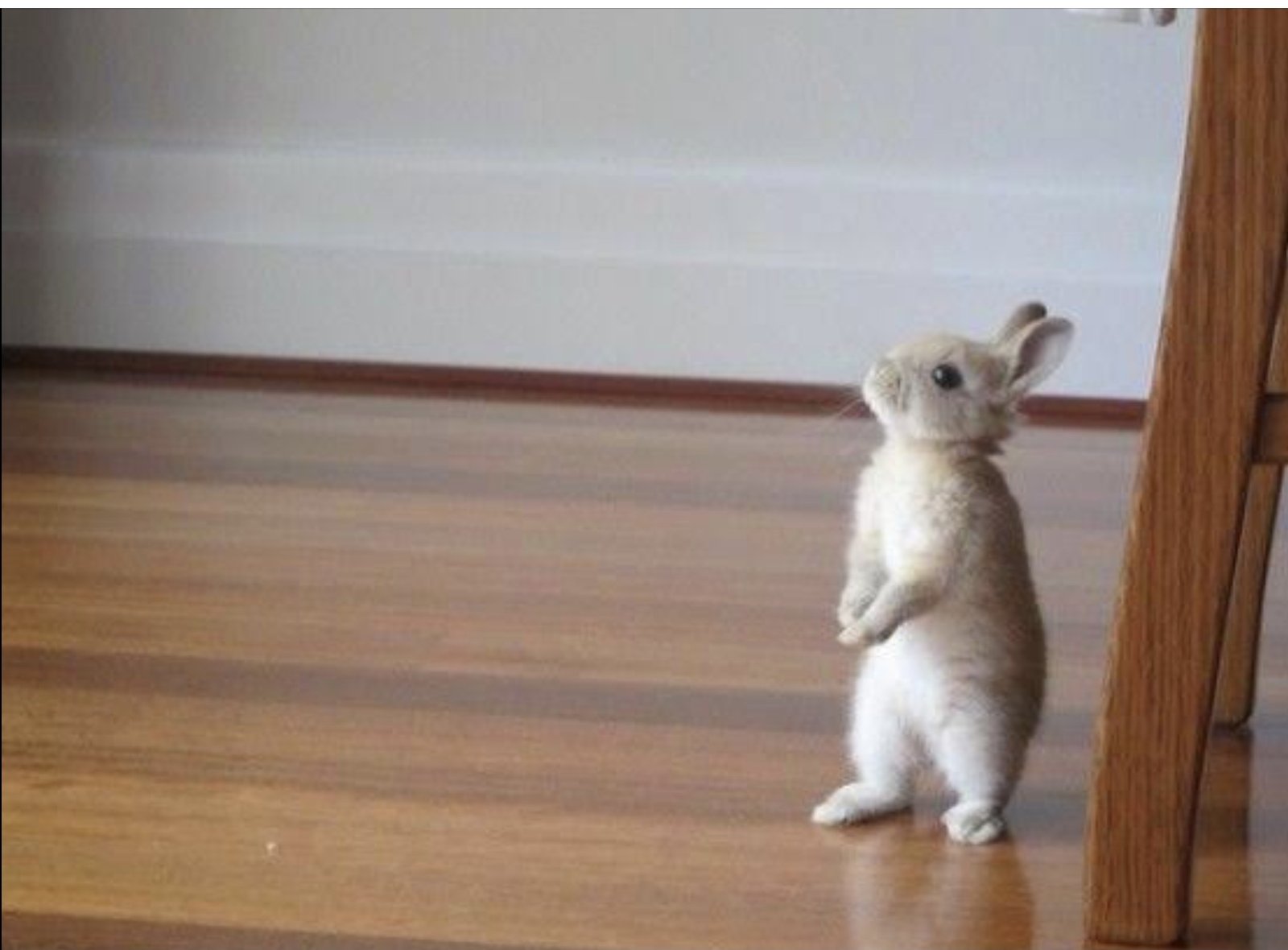 癒される動物の可愛い 画像10選 はるの部屋 Note
