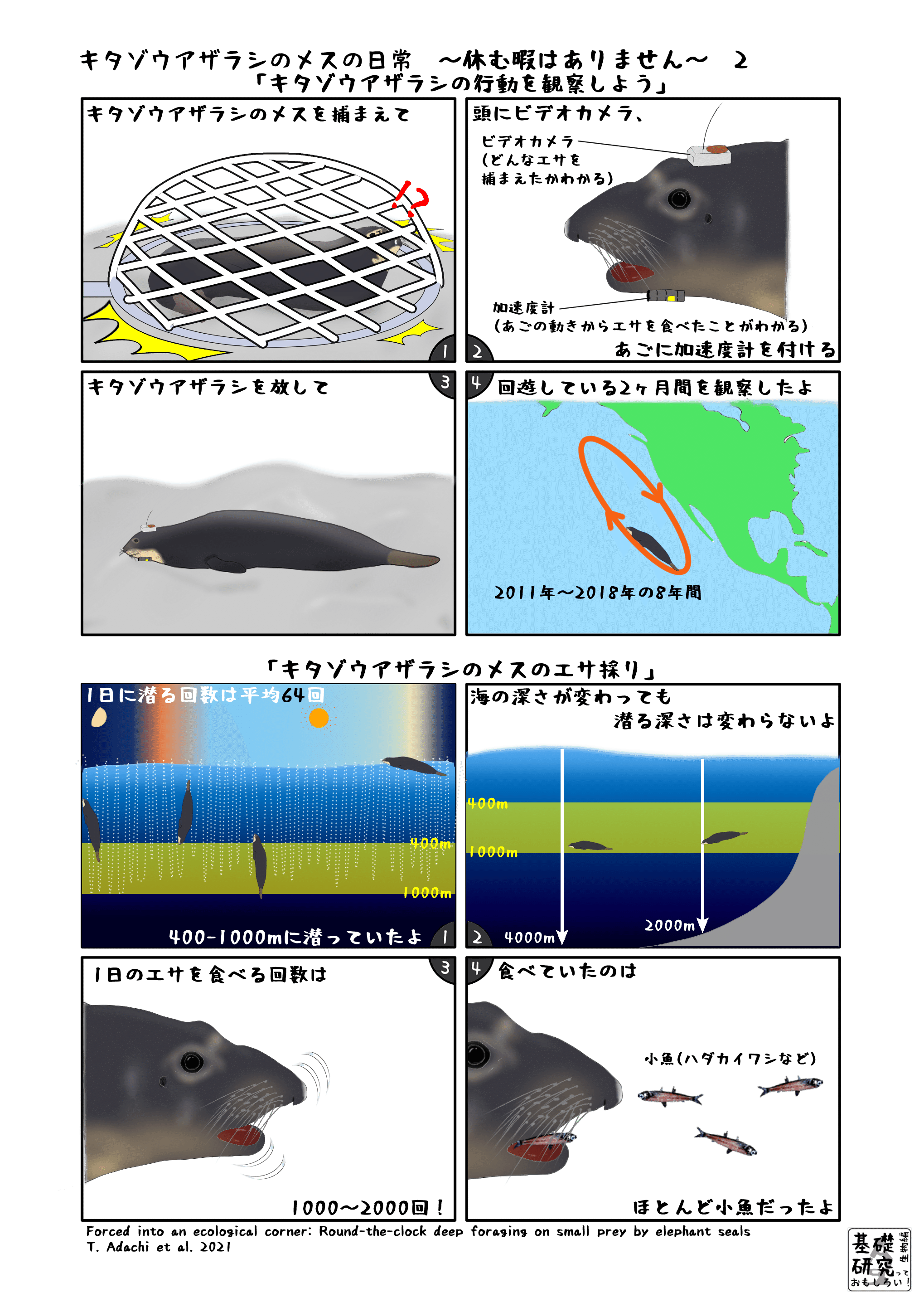 キタゾウアザラシのメスの日常 休む暇はありません 2 かわいせーざん 基礎研究っておもしろい 生物編 Note