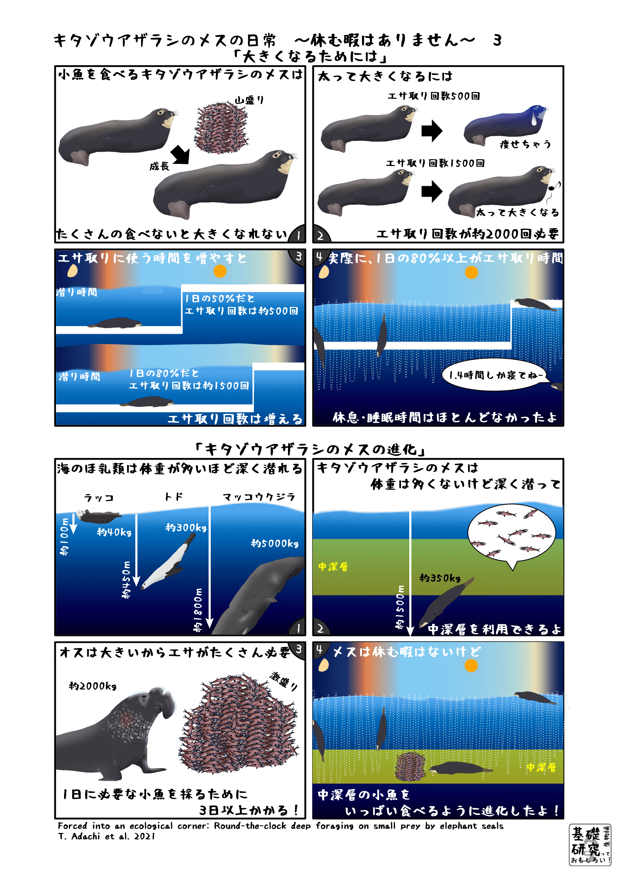 キタゾウアザラシのメスの日常 休む暇はありません 3 終 かわいせーざん 基礎研究っておもしろい 生物編 Note