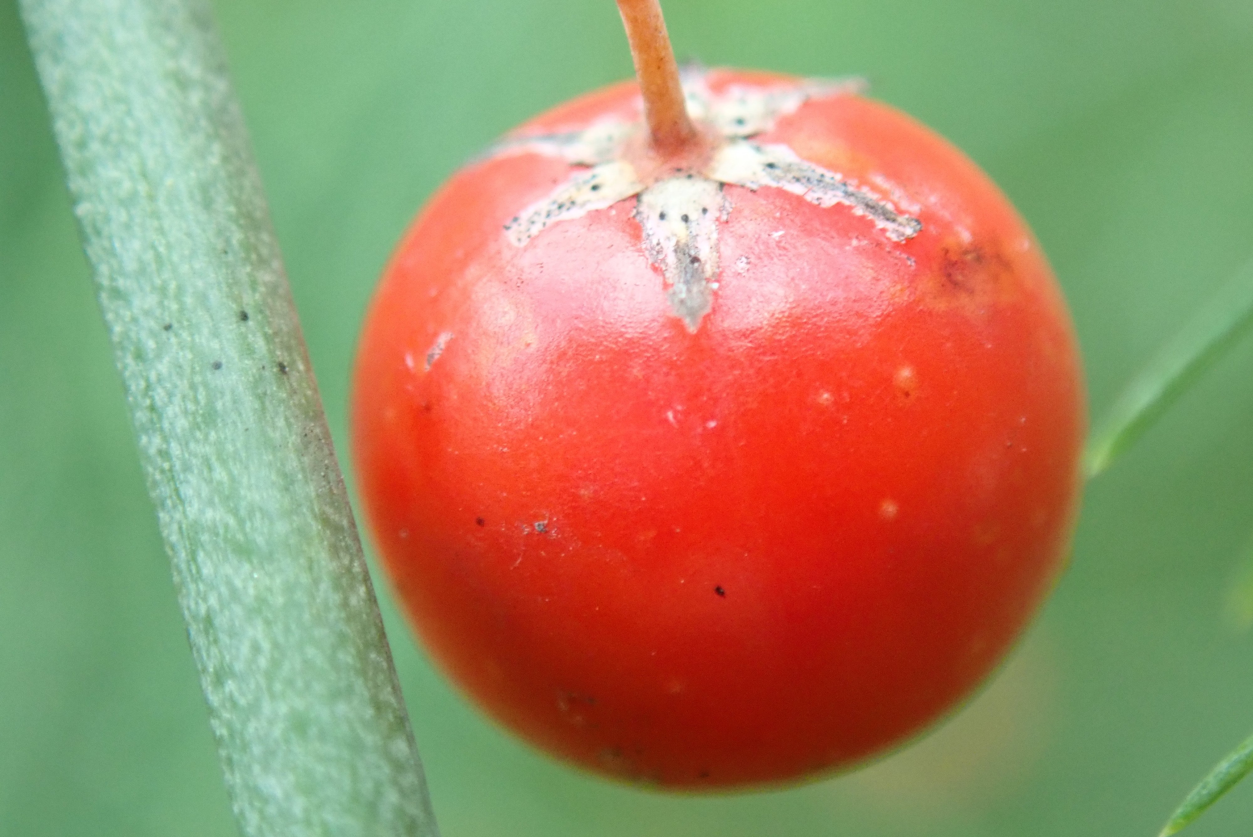 アスパラガスの実 ころん Pangea Note