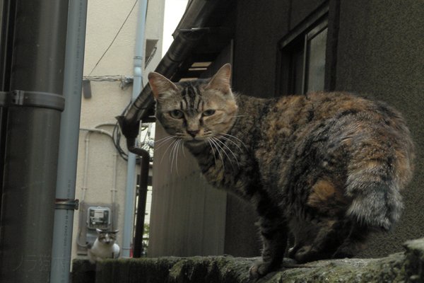 強面猫 の新着タグ記事一覧 Note つくる つながる とどける