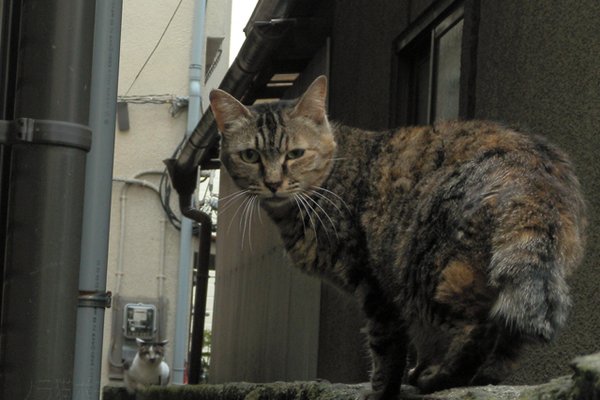 強面猫 の新着タグ記事一覧 Note つくる つながる とどける 強面猫 の新着タグ記事一覧 Note つくる つながる とどける