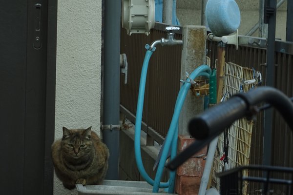 強面猫 の新着タグ記事一覧 Note つくる つながる とどける 強面猫 の新着タグ記事一覧 Note つくる つながる とどける