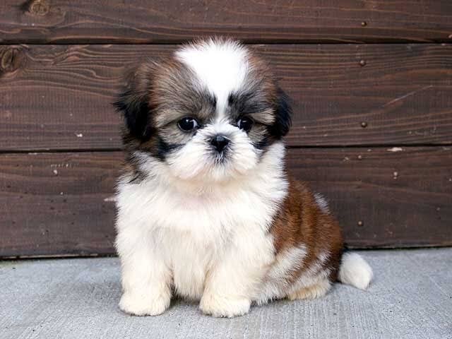 世界の犬 シーズー 子犬とフルコートの姿をご覧下さい クリフ Note 世界の犬 シーズー 子犬とフルコートの姿をご覧下さい クリフ Note