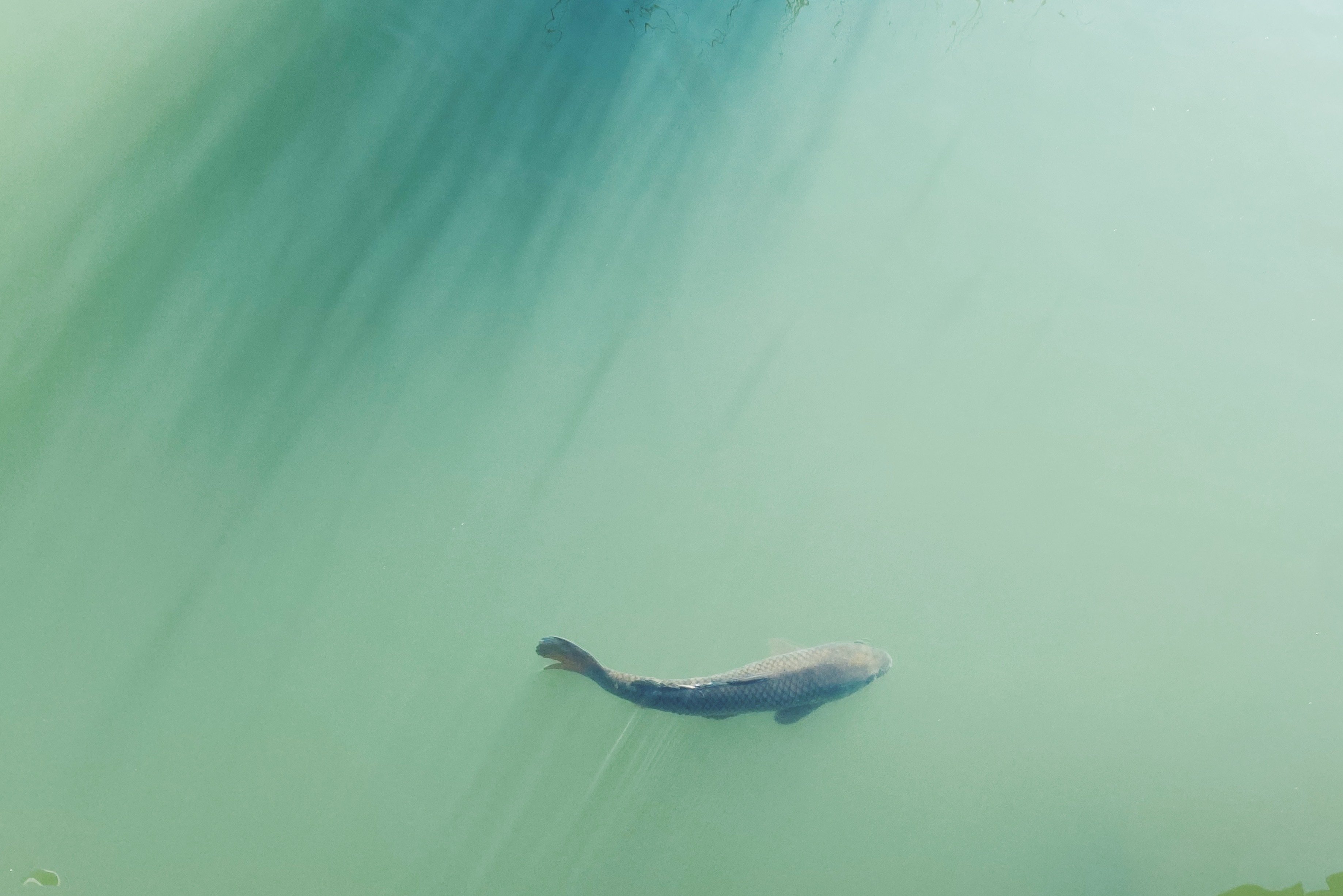 池の魚 3475 稲垣純也 Note