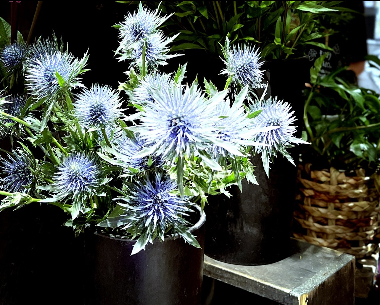 エリンジューム マグネーター きんさん Note