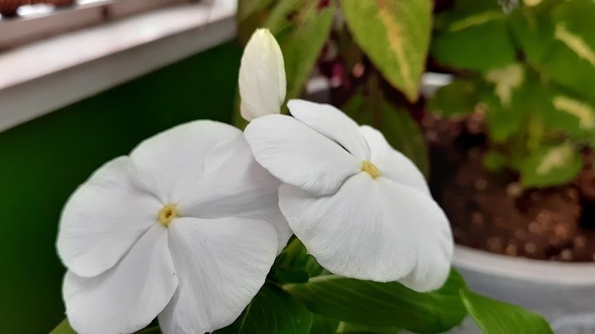 日々草 ニチニチソウ Bright Eyes ぴてろん 22 2 22 くむらぼ秘書 Note