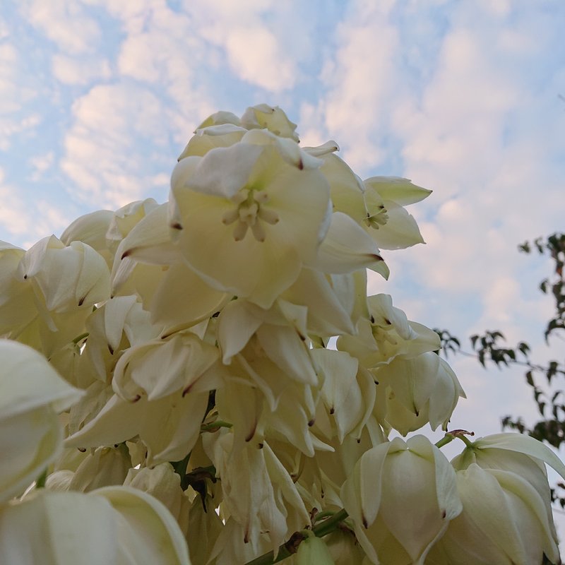 白い花の集合体。一体この花は何という名前かな？