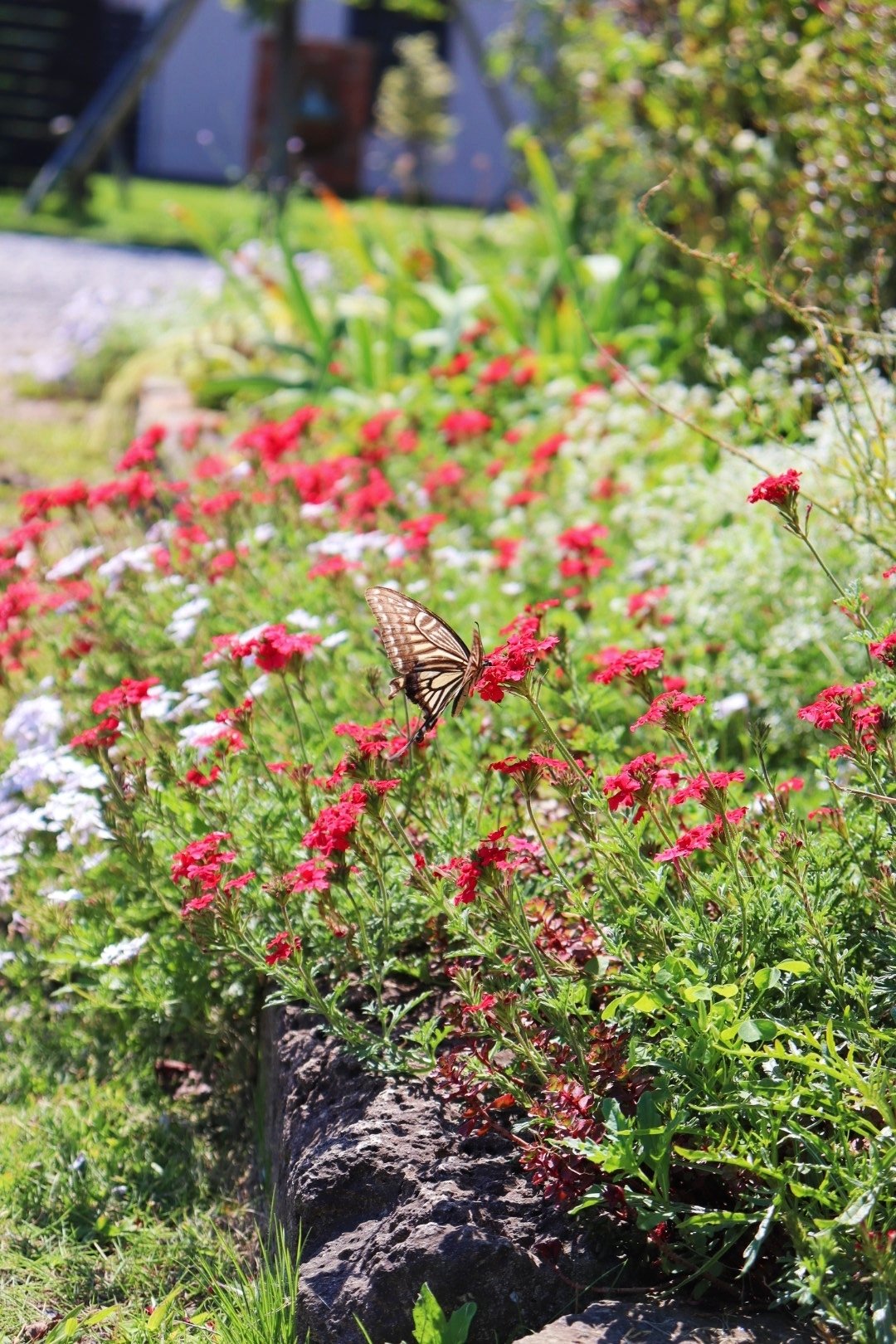 バーベナ｜ひら｜note