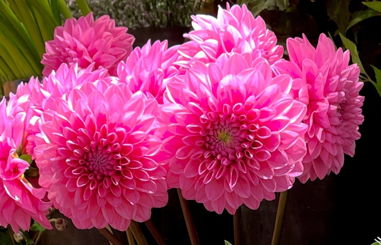 ダリア きんさん Note