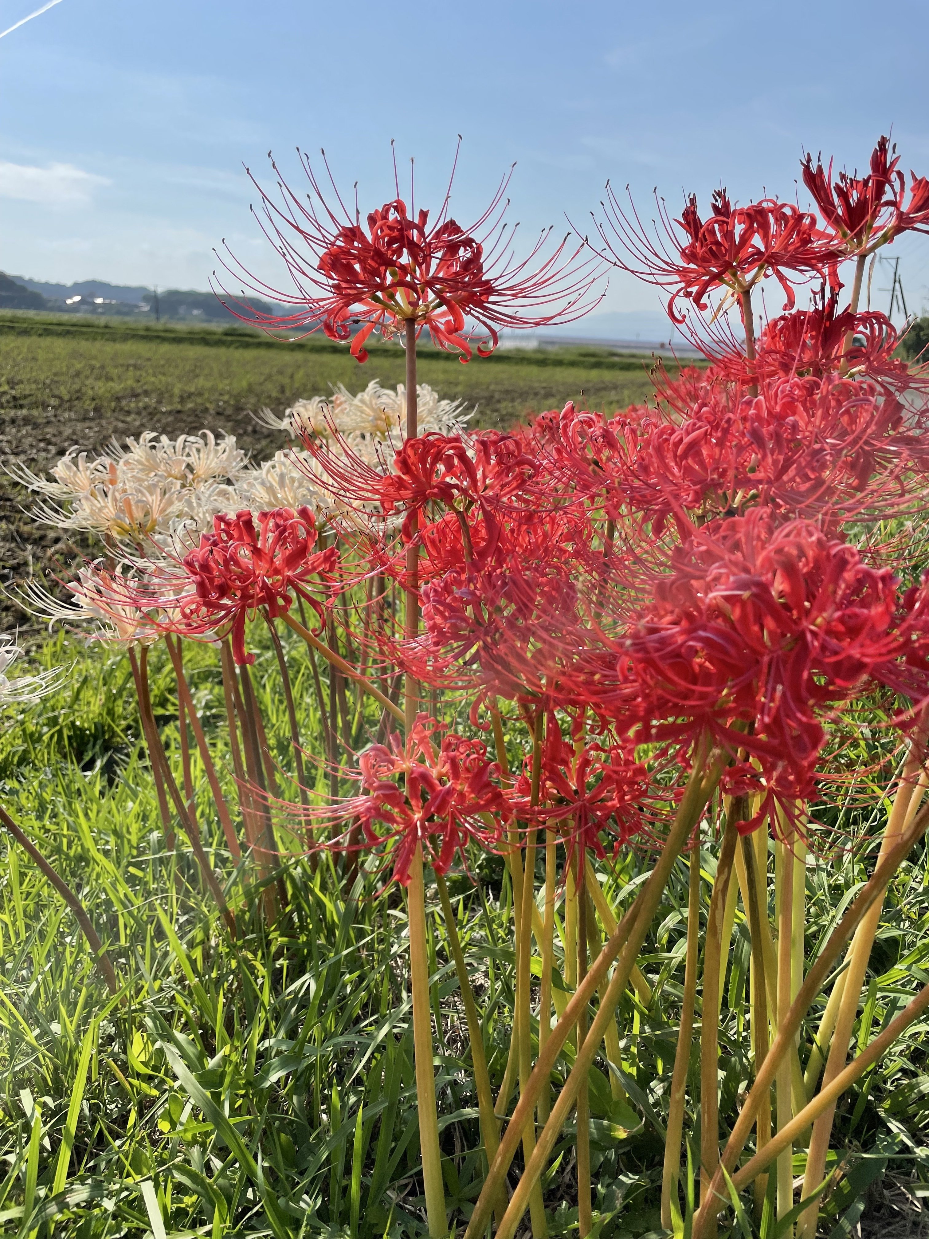 神秘的に咲く 柊 南天 南の方角に暮らしている猫飼いです Note