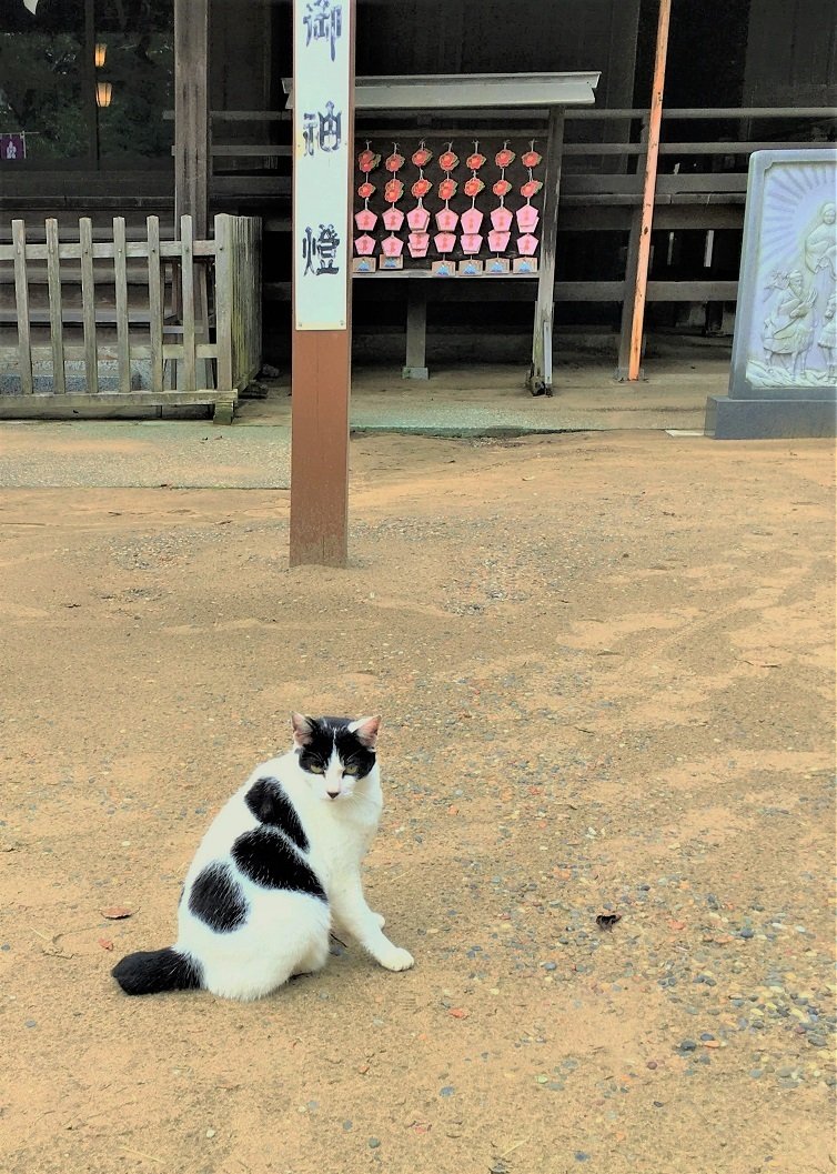 千葉、鎌数伊勢大神宮の守猫2020｜Goron