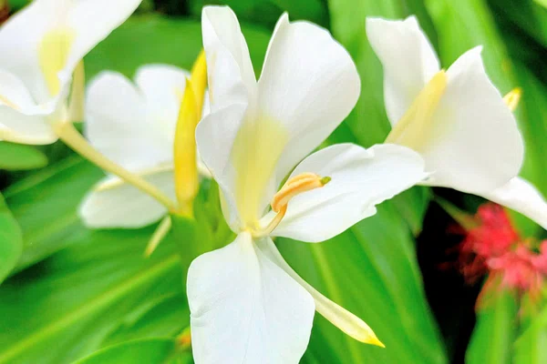 ハナシュクシャの花言葉は豊かな心 の新着タグ記事一覧 Note つくる つながる とどける ハナシュクシャの花言葉は豊かな心 の新着タグ記事一覧 Note つくる つながる とどける