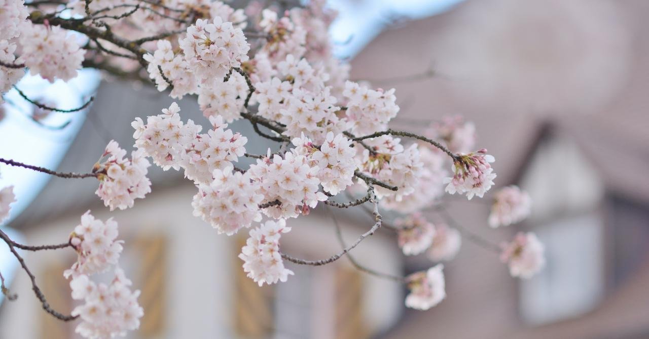 見出し画像用 ３ 花いろいろ Hanakokoro Note