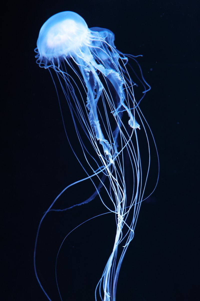 クラゲ クラゲ クラゲ Windcall Note クラゲ クラゲ クラゲ Windcall Note