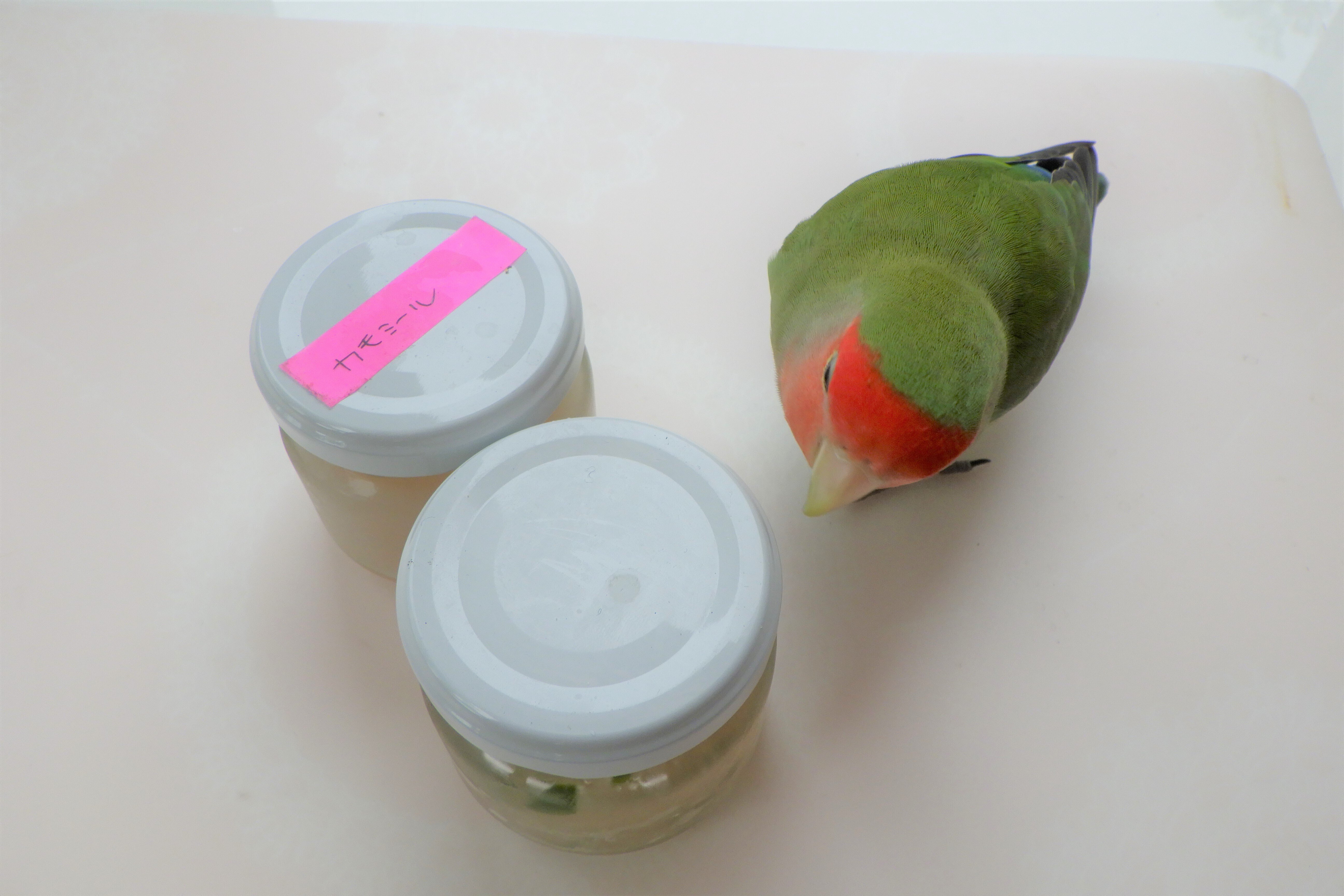 コザクラインコのオス 手作り基礎化粧品に興味をもつ 七尾びび Note コザクラインコのオス 手作り基礎化粧品に興味をもつ 七尾びび Note