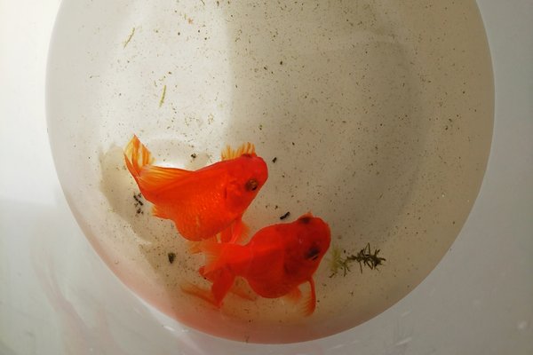 金魚すくい の新着タグ記事一覧 Note つくる つながる とどける
