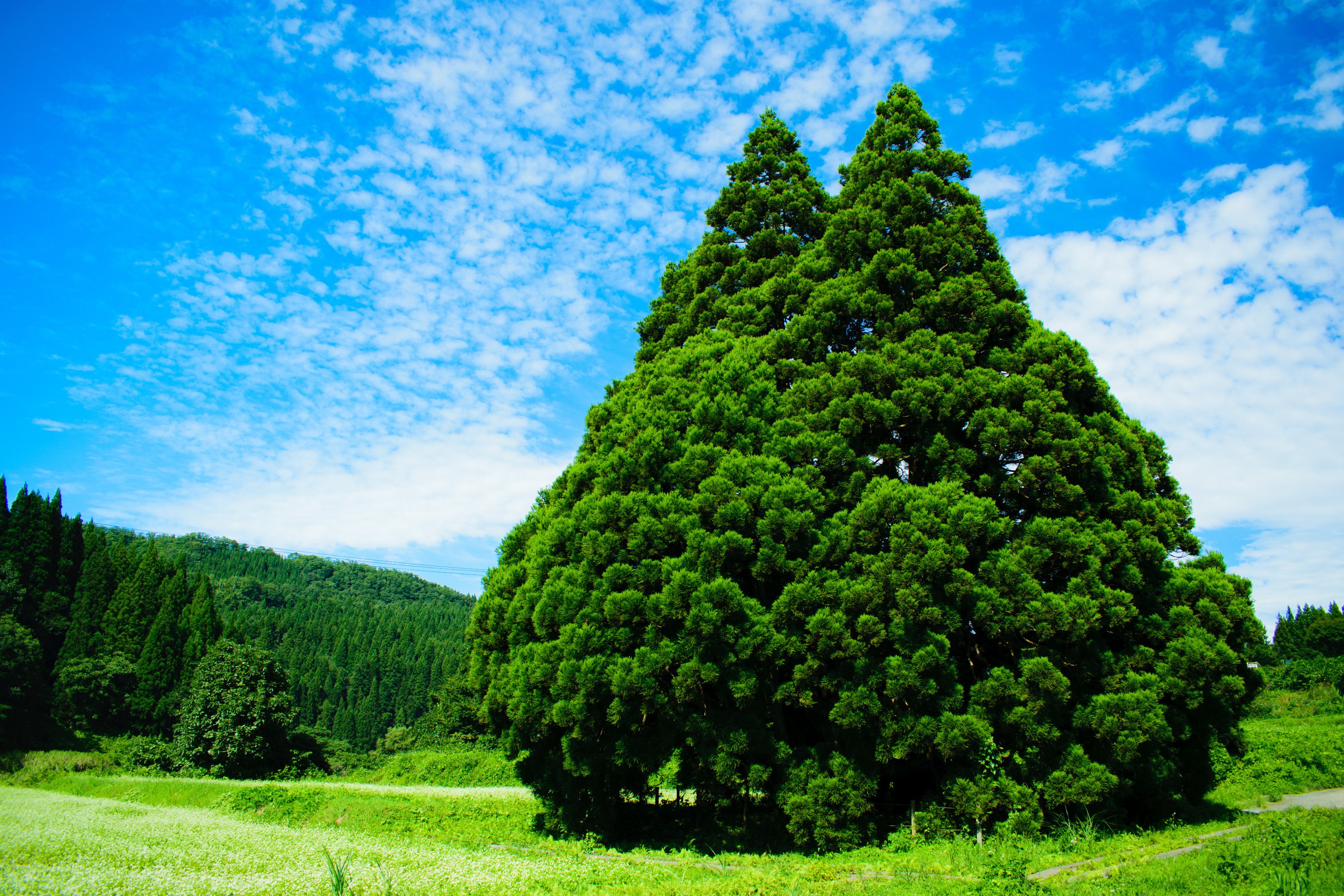 美しい日本の風景 山形県 トトロの木 Tabifleeeeek たびふりーく 旅のオンラインサロン Note