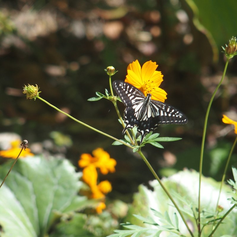 虫の知らせ＝秋も花の季節だよ（２） モンシロチョウやツマグロヒョウモンよりは大きいけれど、いわゆる揚羽蝶より小さい。名前は「ナミアゲハ」だそうで、つまりどこにでもいる「並みの揚羽」ということのようです。