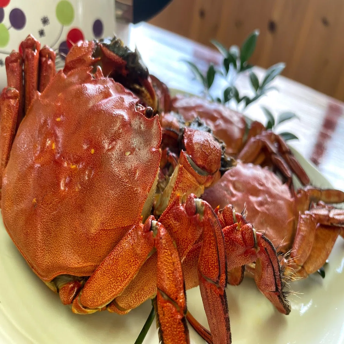 森の国俳句ウォーク 第53回 蟹食べ行こう 蟹が入っている松野町の芋炊き 川嶋ぱんだ Re Dot Note