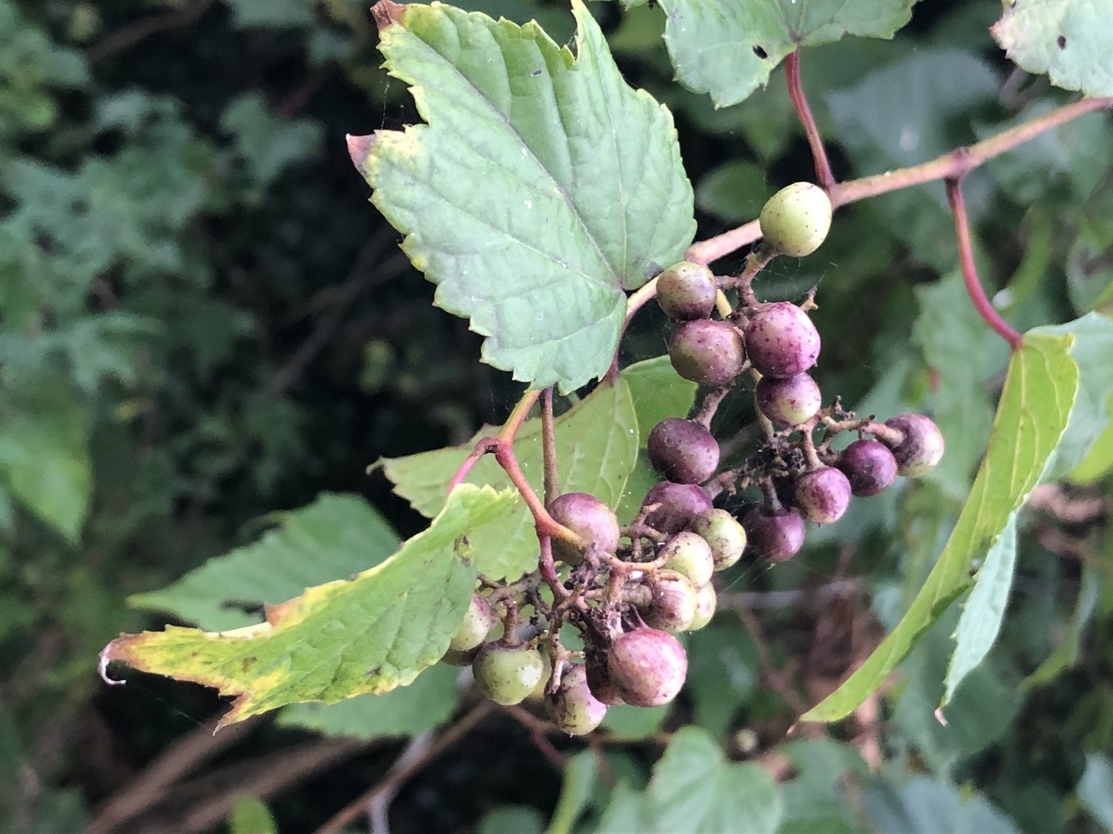 ノブドウ 野葡萄 ろ こ Note