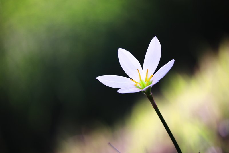 大丈夫。まだ歩ける。今はその心を見つめて、大切な人を想って。歩くのは、それからでいいよ。