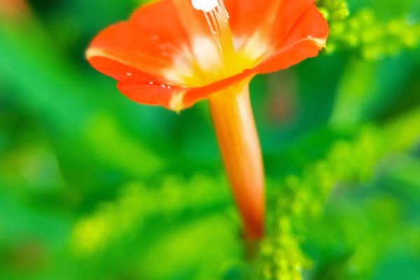 ルコウソウの花言葉はいつも愛らしい の新着タグ記事一覧 Note つくる つながる とどける ルコウソウの花言葉はいつも愛らしい の新着タグ記事一覧 Note つくる つながる とどける